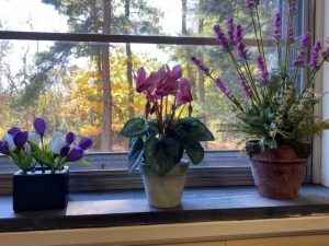view out from the inner-office with flowers on the windowsill